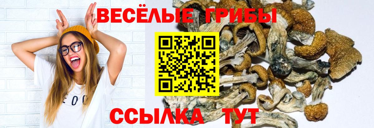 Псилоцибиновые грибы GOLDEN TEACHER  Галлюциногенные грибы MAGIC MUSHROOMS  Алатырь  Вход с VPN 